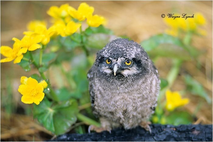 Northern Hawk Owl Chick 118 by Dr. Wayne Lynch &copy;